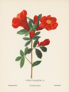 Fleurs sauvages de la Terre Sainte : Punica Granatum ; Grenade - Hannah Zeller