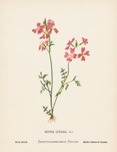 Fleurs sauvages de la Terre Sainte : Ricotia Lunaria, Stock de roche - Hannah Zeller