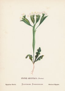 Fleurs sauvages de la Terre Sainte : Statice Aegyptiaca, Thouin ; Statice égyptienne - Hannah Zeller