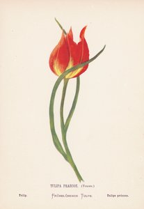 Fleurs sauvages de la Terre Sainte : Tulipa Praecox, Tenore ; Tulipe - Hannah Zeller