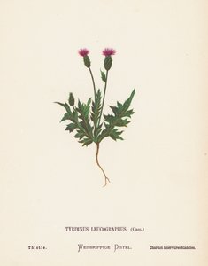 Fleurs sauvages de la Terre Sainte : Tyrimnus Leucographus, Cass; Chardon - Hannah Zeller