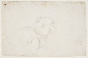 Perruche ondulée - Hans Baldung Grien