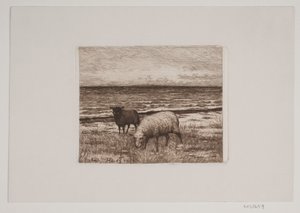 Moutons sur le rivage