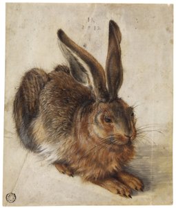Un lièvre - Hans Hoffmann