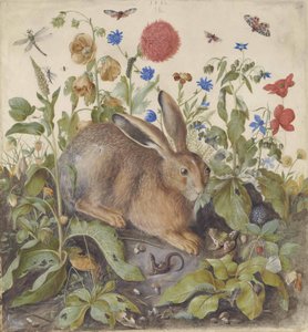 Un lièvre parmi les plantes, 1582