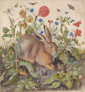 Un lièvre parmi les plantes - Hans Hoffmann