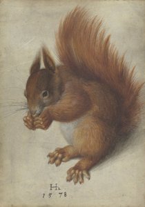 Écureuil rouge