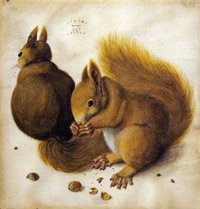 Deux écureuils