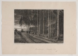 Jour de pluie dans la forêt de sapins
