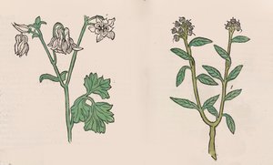 Herbarius - Gart der gesuntheit - Hortus sanitatis, 1485 - Hans Schönsperger
