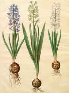 Hyacinthoides orientalis de l