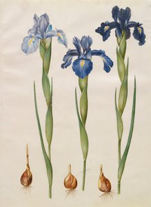 Iris xiphiodes de l