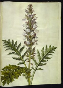 Acanthus hungaricus (acanthe de Hongrie) - Hans Simon Holtzbecker