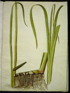 Acorus calamus (calamus commun) - Hans Simon Holtzbecker
