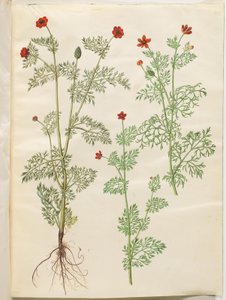 Adonis annua (adonis d