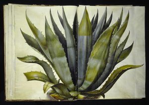 Agave américaine (agave commun)