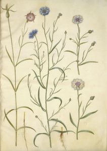 Agrostemma githago (clinopode commun); Centaurea cyanus (bleuet)