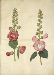 Alcea rosea (rose trémière) - Hans Simon Holtzbecker