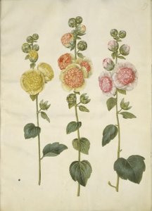 Alcea rosea (rose trémière)