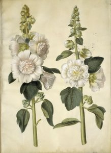 Rose trémière - Hans Simon Holtzbecker