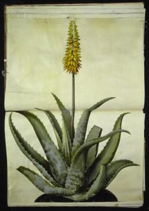 Aloe vera (aloès médicinal)