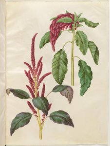 Amaranthus cruentus (amarante rouge); Amaranthus caudatus (amarante queue de renard) - Hans Simon Holtzbecker