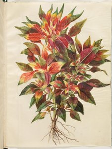 Amarante tricolore - Hans Simon Holtzbecker