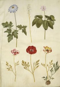 Anémone apennine (Anemone apennina); Tiarella cordifolia (tiarella cordifolia); Anémone trifolia (anémone trifolia); Renoncule d