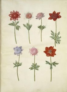 Anemone coronaria (anémone couronnée) - Hans Simon Holtzbecker