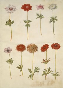 Anémone couronnée; Anémone ×fulgens