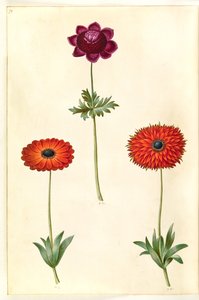 Anemone coronaria (anémone de France); Anemone ×fulgens (anémone brillante) - Hans Simon Holtzbecker