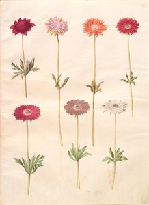 Anémone coronaria ; Anémone ×fulgens - Hans Simon Holtzbecker