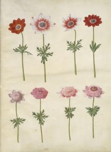 Anemone coronaria L. (anémone de France); Anemone pavonina (anémone paon) - Hans Simon Holtzbecker