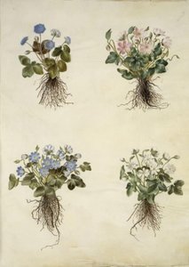 Anémone hépatique (anémone bleue) - Hans Simon Holtzbecker