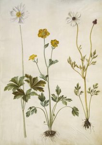 Anemone sylvestris (anémone des bois); Ranunculus monspeliacus (renoncule de Montpellier); Ranunculus asiaticus (renoncule des jardins) - Hans Simon Holtzbecker
