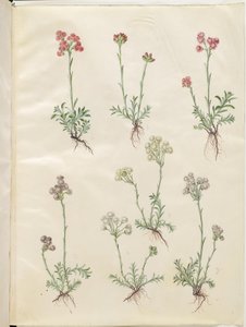 Antennaria dioica (pied-de-chat commun) - Hans Simon Holtzbecker