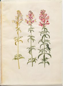 Antirrhinum majus (muflier)
