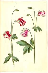 Aquilegia vulgaris (ancolie commune) - Hans Simon Holtzbecker