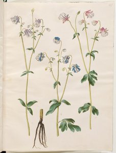 Aquilegia vulgaris (ancolie commune) - Hans Simon Holtzbecker