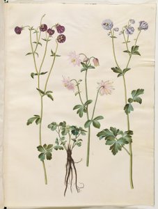 Aquilegia vulgaris (ancolie commune)