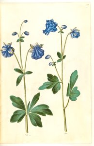 Aquilegia vulgaris (ancolie commune)