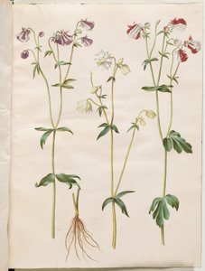 Aquilegia vulgaris (ancolie commune)