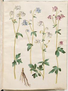 Aquilegia vulgaris (ancolie commune) - Hans Simon Holtzbecker