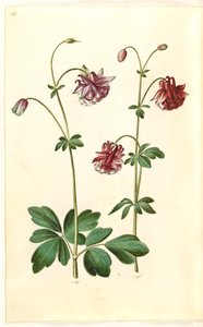 Ancolie commune (Aquilegia vulgaris) - Hans Simon Holtzbecker