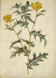 Argemone mexicana (pigvalmue mexicaine) - Hans Simon Holtzbecker