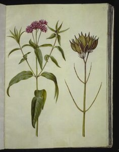 Asclepias incarnata (plante de soie rose) - Hans Simon Holtzbecker