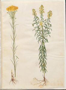 Aster linosyris (aster doré); Linaria vulgaris (linaire commune)
