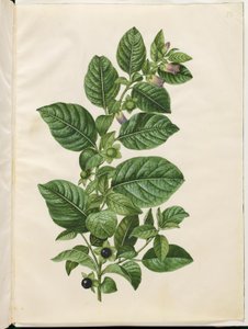 Atropa belladonna (belladone)