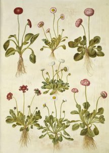 Bellis perennis (pâquerette commune) - Hans Simon Holtzbecker