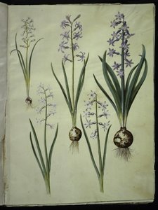 Brimeura amethystina (jacinthe des Pyrénées); Hyacinthus orientalis (jacinthe commune) - Hans Simon Holtzbecker